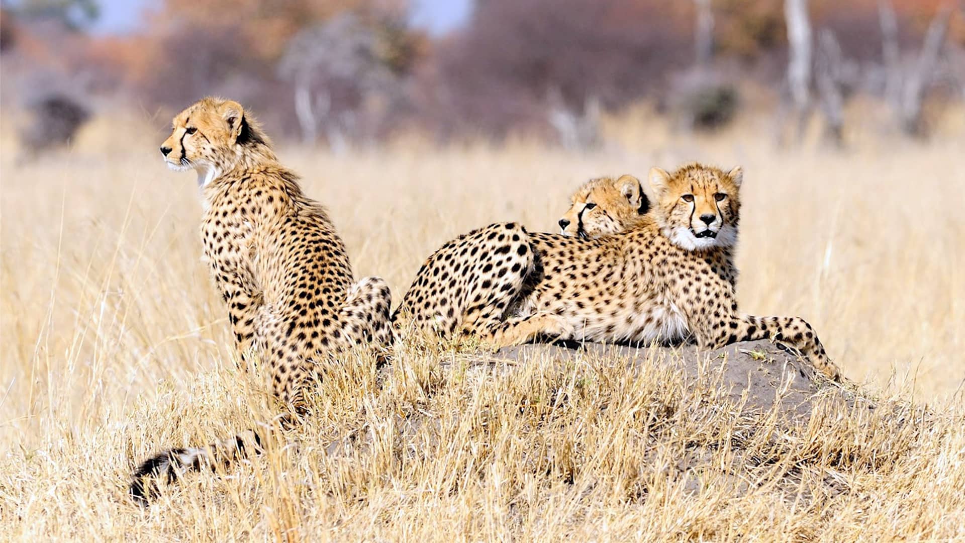 ghepardi satara ghepardi nella savana di satara
