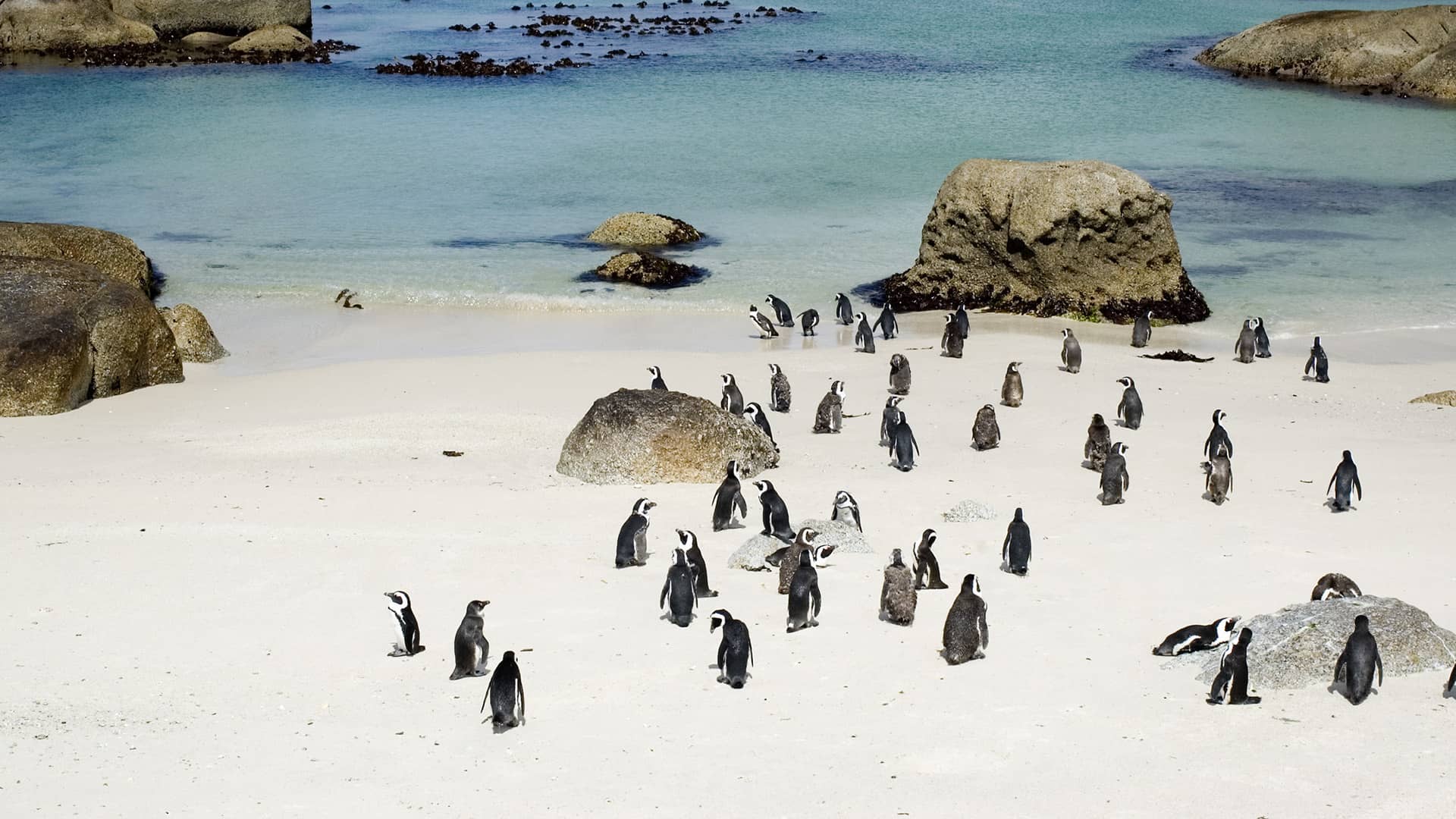 Cape Peninsula Tour Cape Peninsula