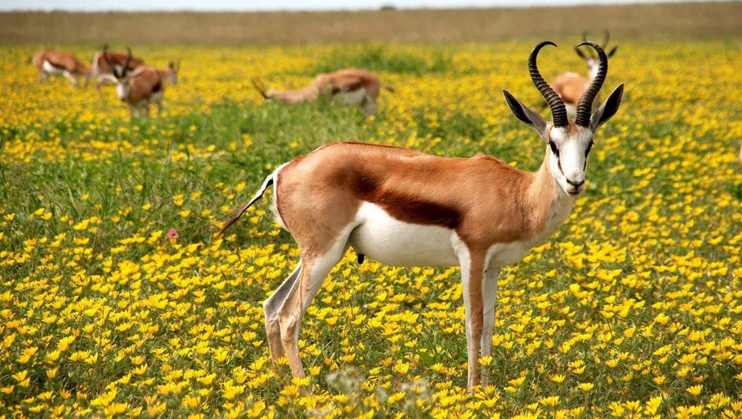 West Coast Escursione West Coast