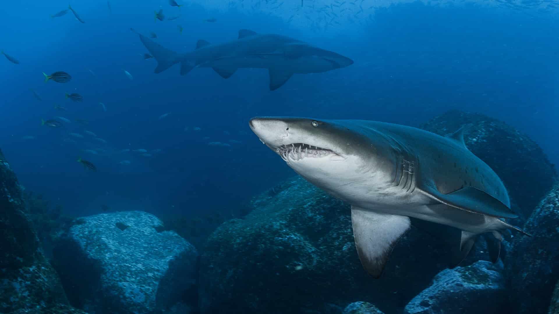 Aliwal-Shoal-Hope-Spot-Shark Aliwal Shoal