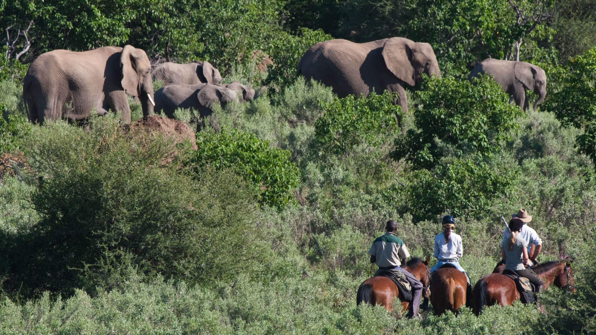 Horseback-safari-with-Elephants-in-Mashatu-Botswana cavalieri vicino ad una mandria di elefanti a mashatu
