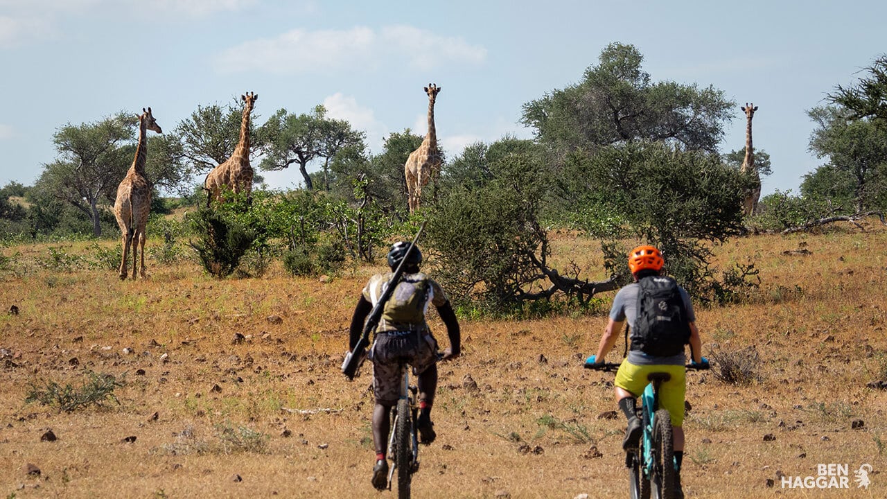MTB safari safari in mountain bike vicino a 4 giraffe
