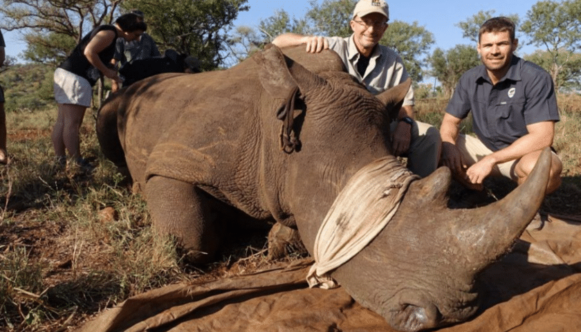 Rhino-Conservation-Safari-in-South-Africa rinoceronte bendato in un vet safari