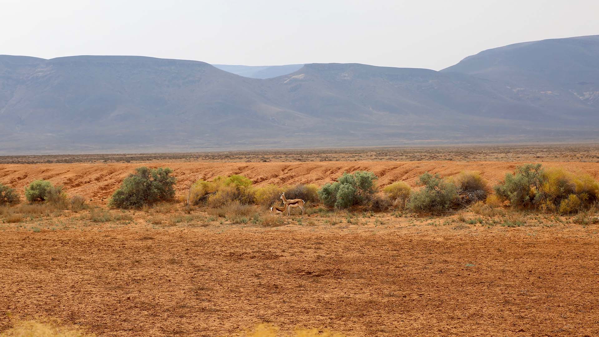 Springboks_in_Tankwa_Karoo_National_Park springbok nel Tankwa Karoo National Park