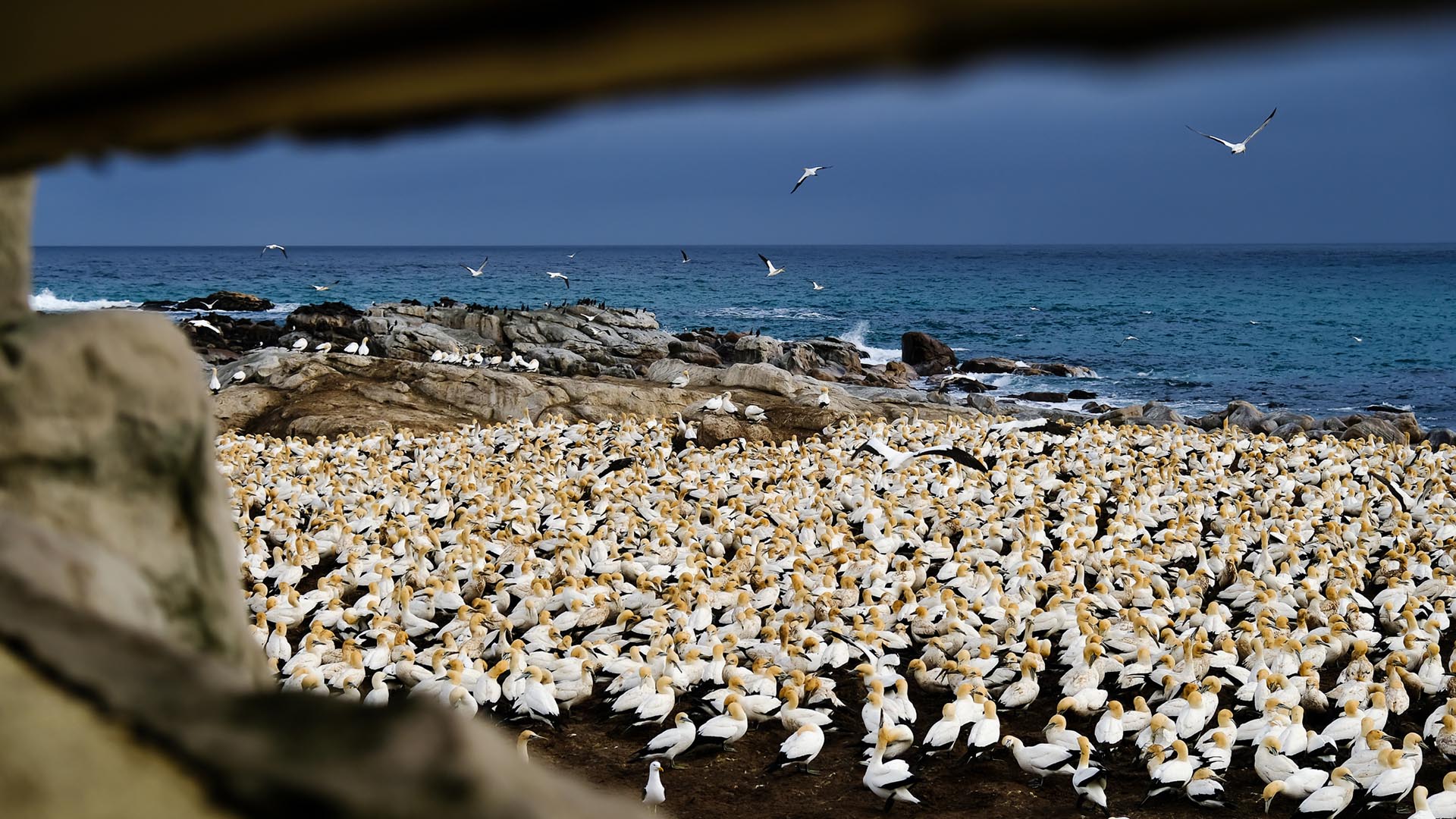 bird-island-lamberts-bay enorme stormo du sule del capo a lamberts bay