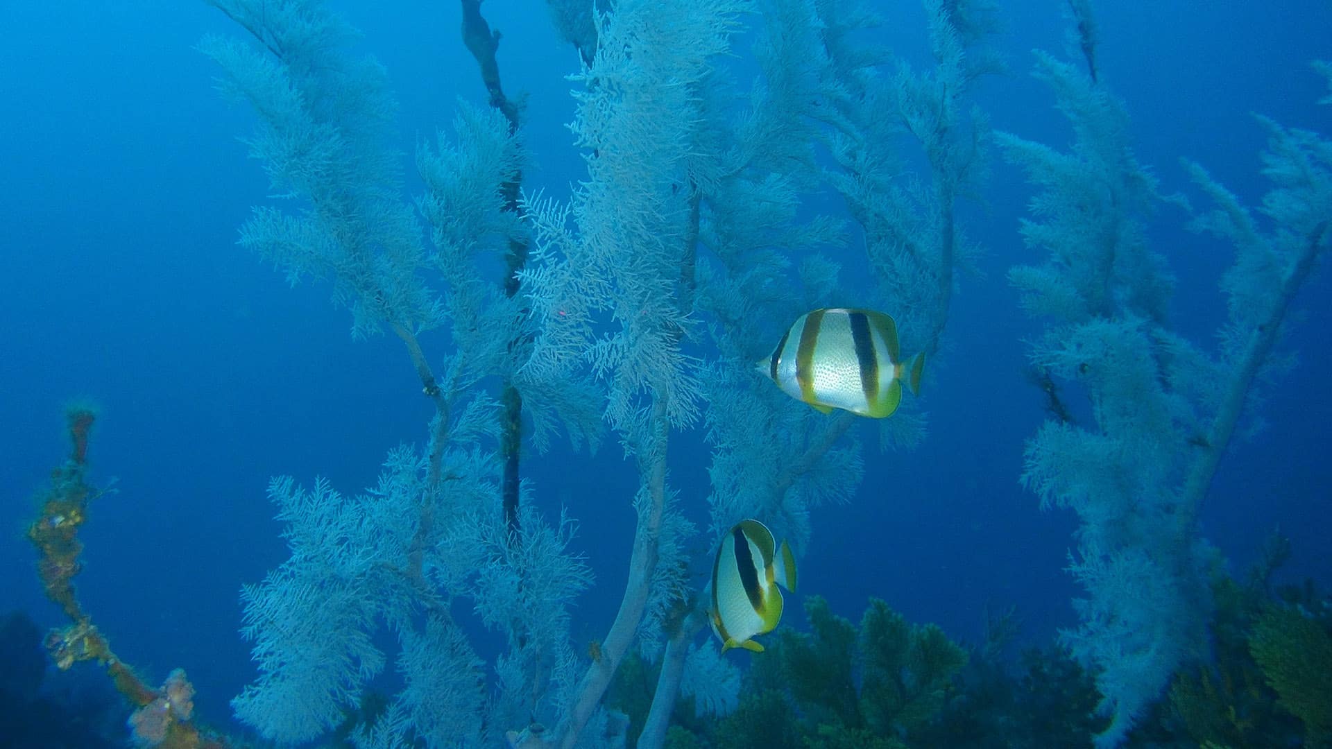butterfly fishes in uThukela Banks butter fly fishes nelle uThukela Banks