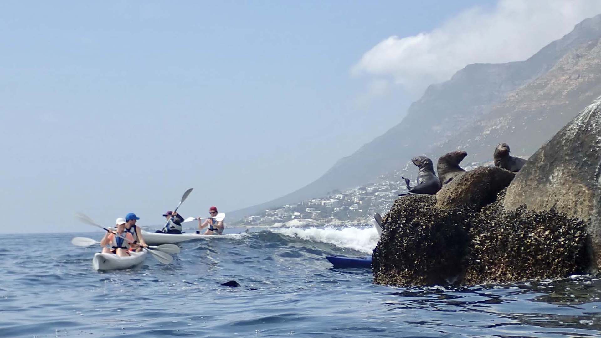 kayaking-to-cape-point kayakisti nella false bay vicino a delle foche sugli scogli
