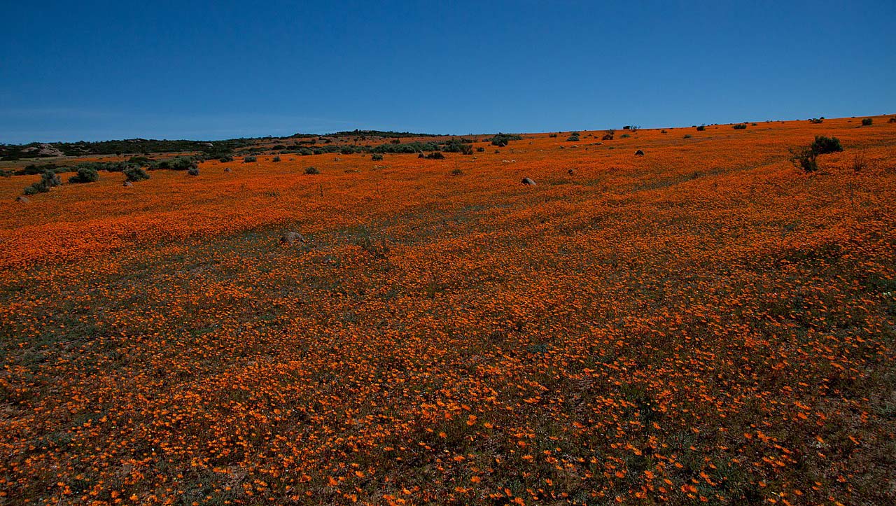 namaqua national park fioritura primaverile nel namaqua national park