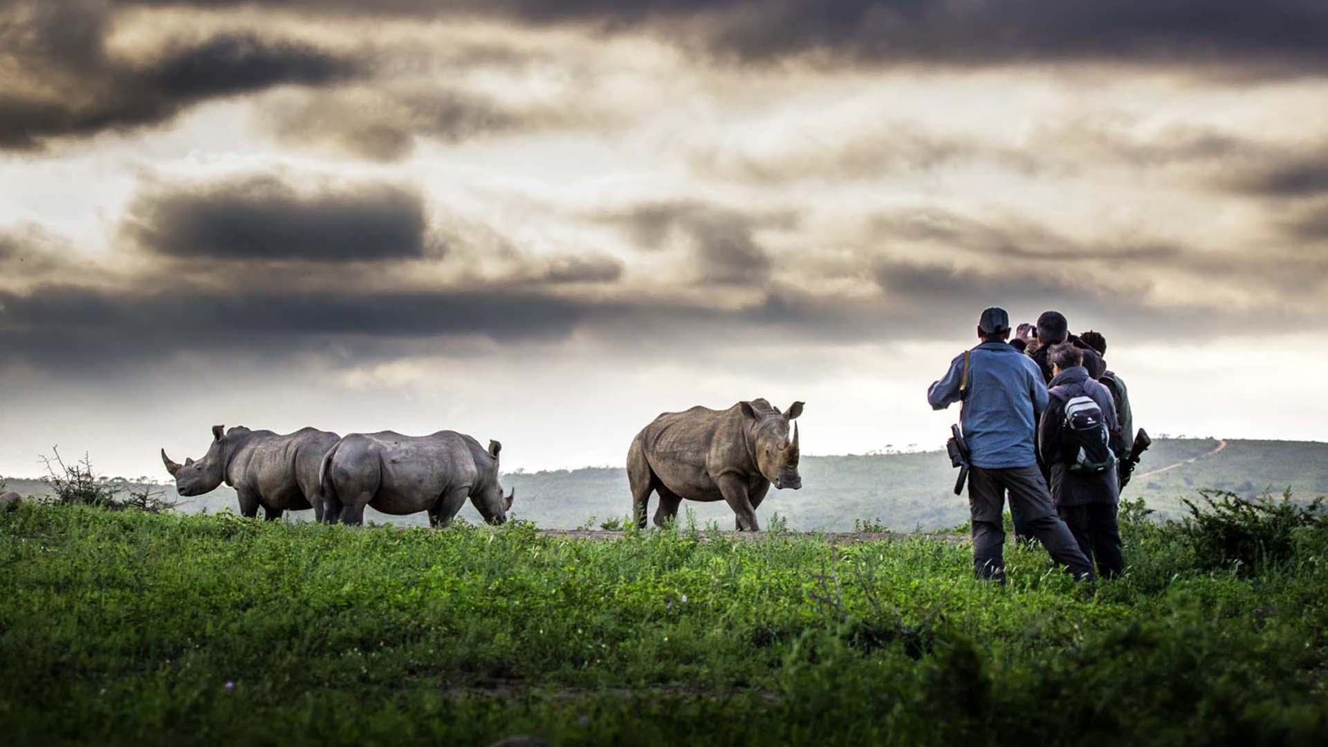 rhino tracking turisti a piedi davanti a 3 rinoceronti bianchi