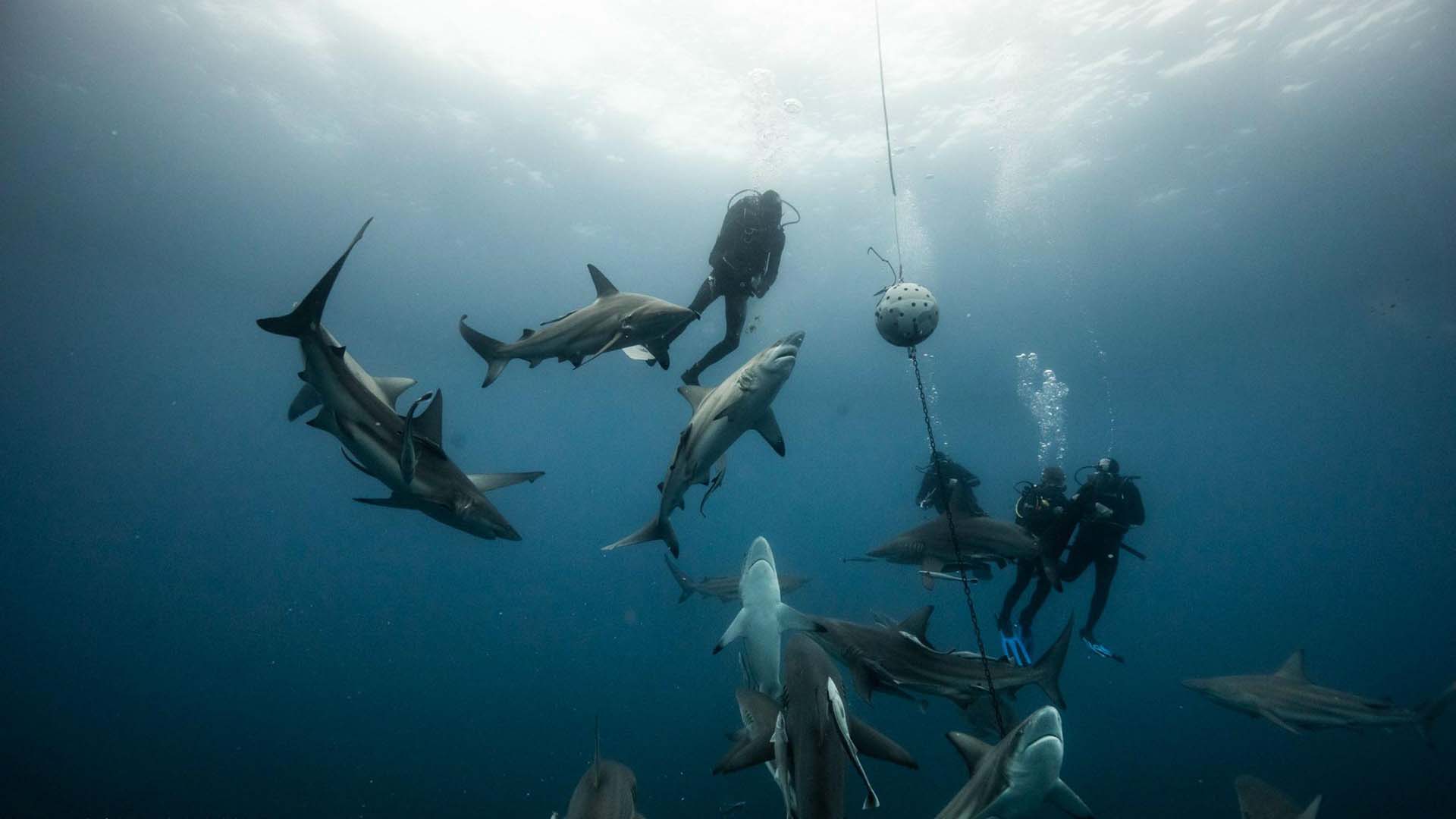 shark-diving-in-umkomaas subacquei in mezzo au un branco di squali