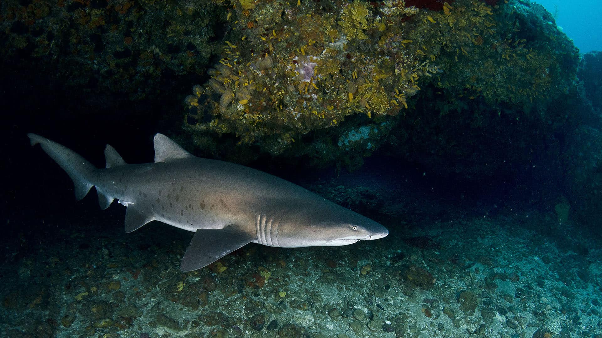 squalo toro protea banks squalo toro nelle protea banks