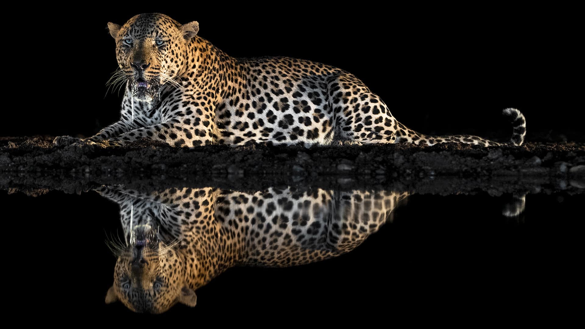 willife photography leopardo di notte con riflesso nell'acqua