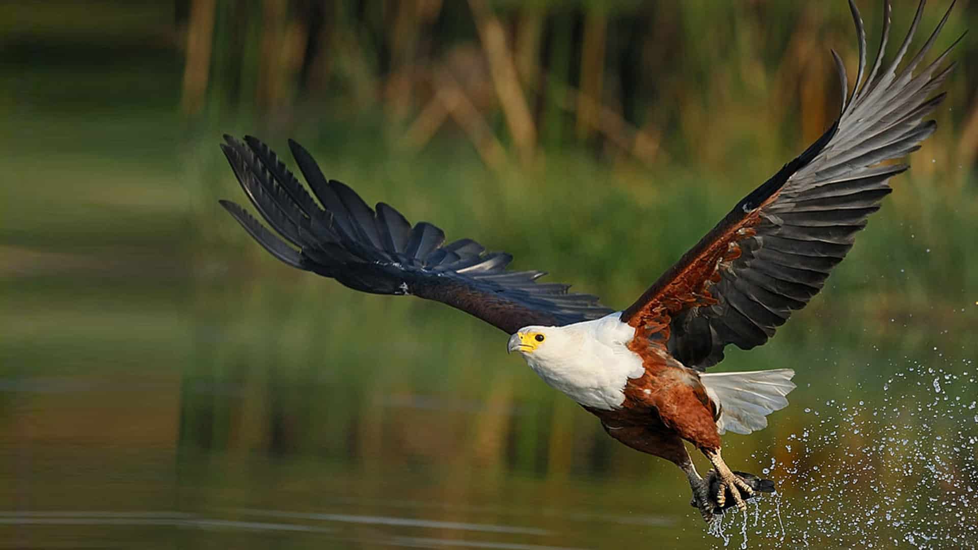 African-fish-eagle african fish eagle con un pesce appena catturato a pelo d'acqua