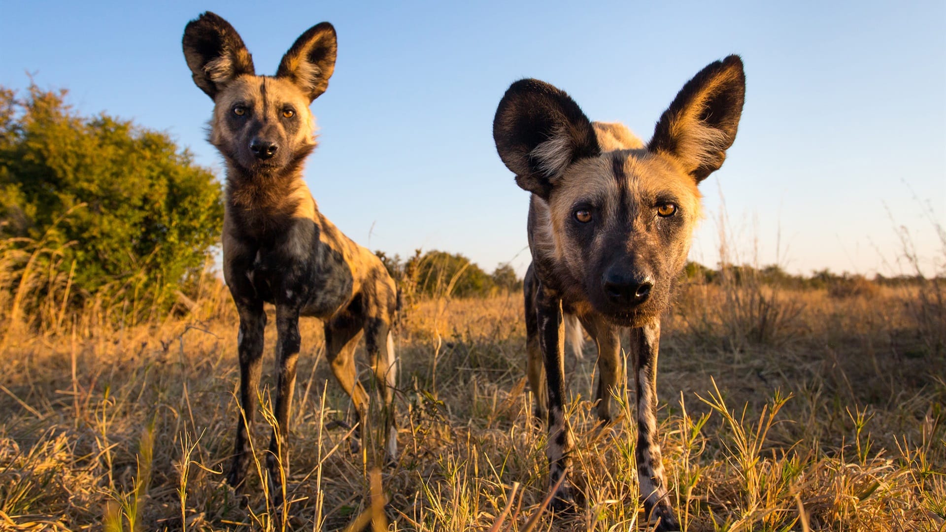 African-wild-dog 2 licaoni in primo piano
