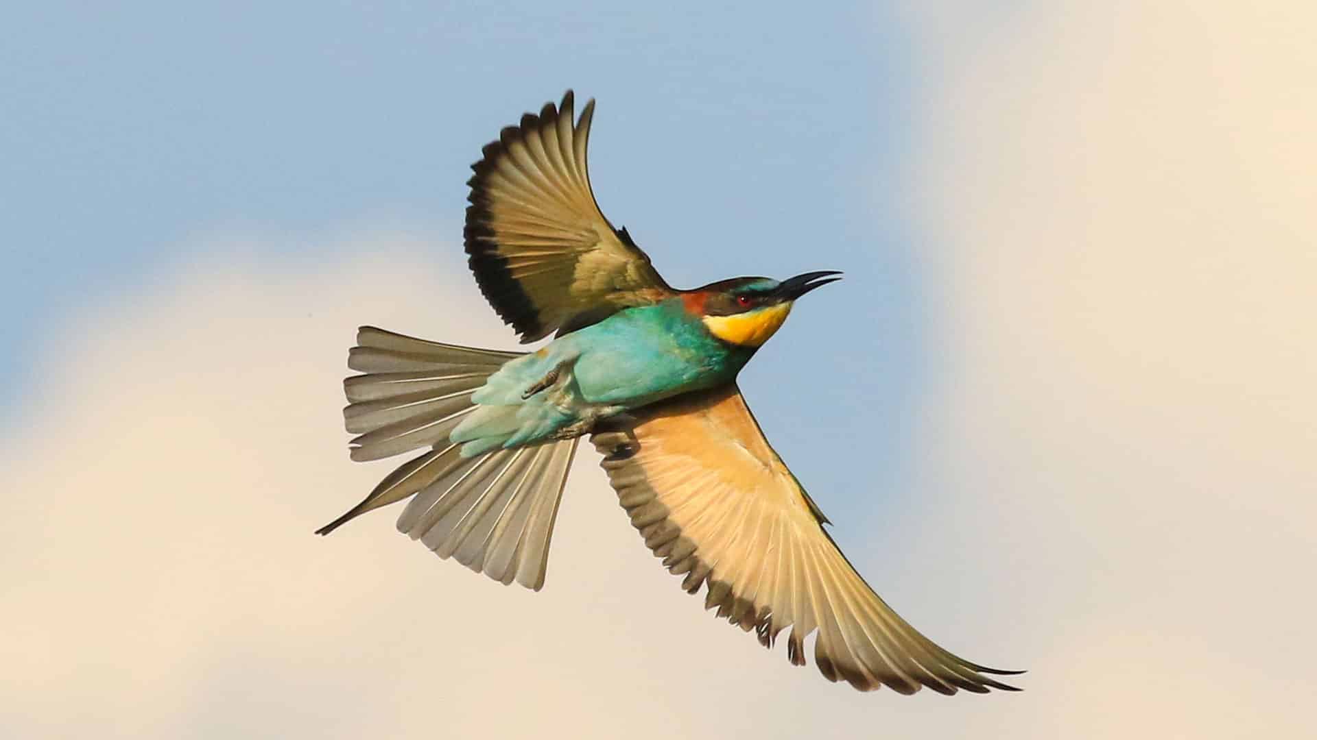 Birding-European-Bee-Eater-In-Flight-©-Nehimba Bee eater in volo ad ali aperte