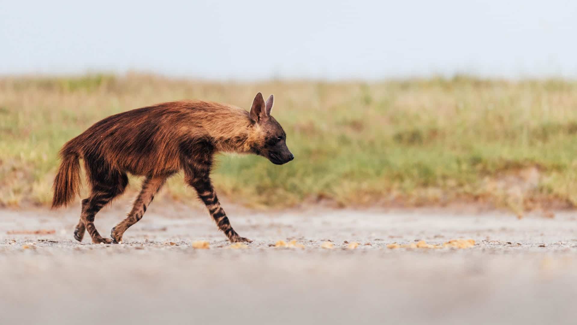 Brown-hyena-walking brown hyena