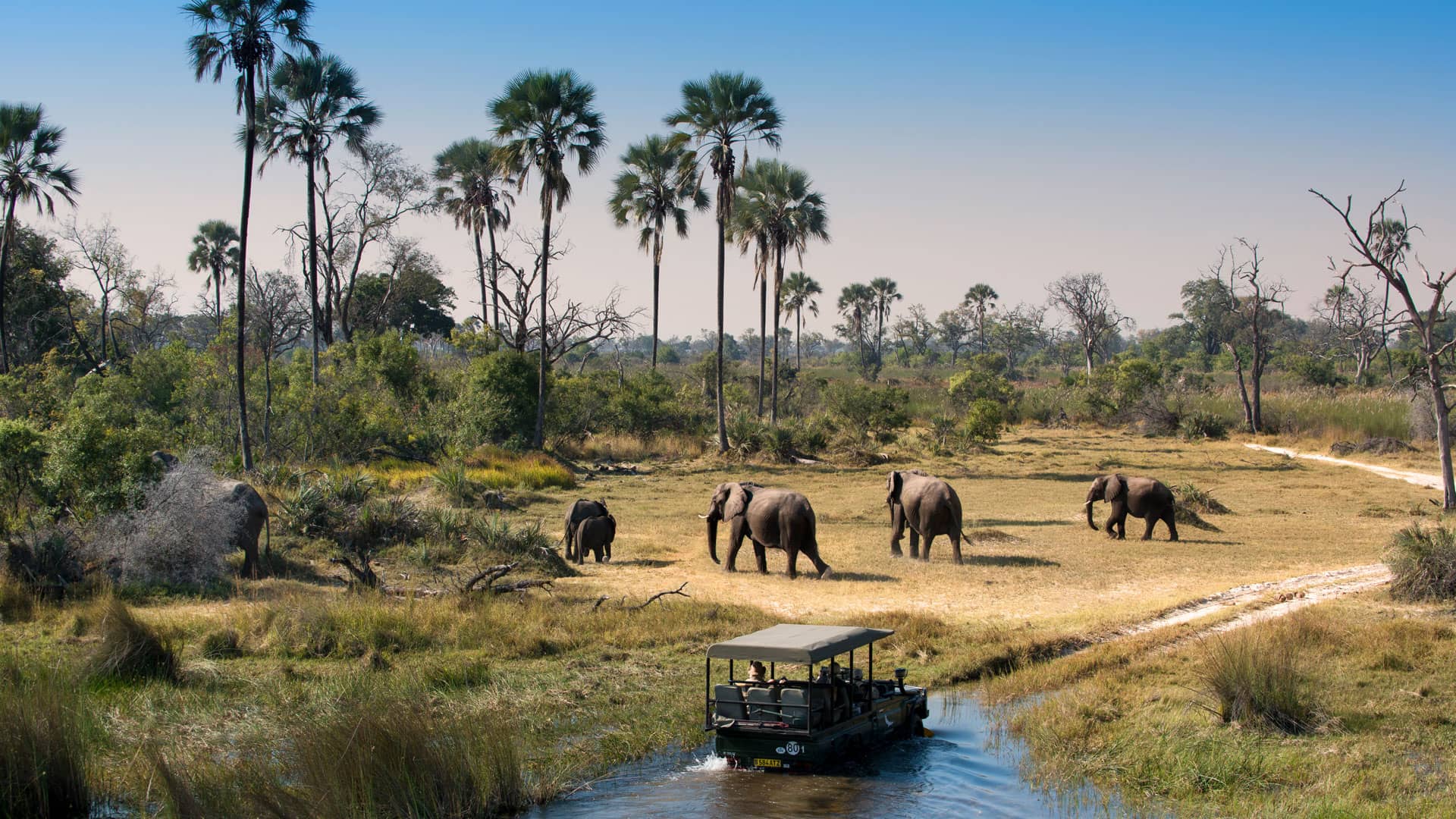 Herd-of-Elephants-walking-while-guests-cross-channel-on-a-Safari-Game-Drive-in-Botswana jeep ad un guado nella moremi mentre attraversa una mandria di elefanti