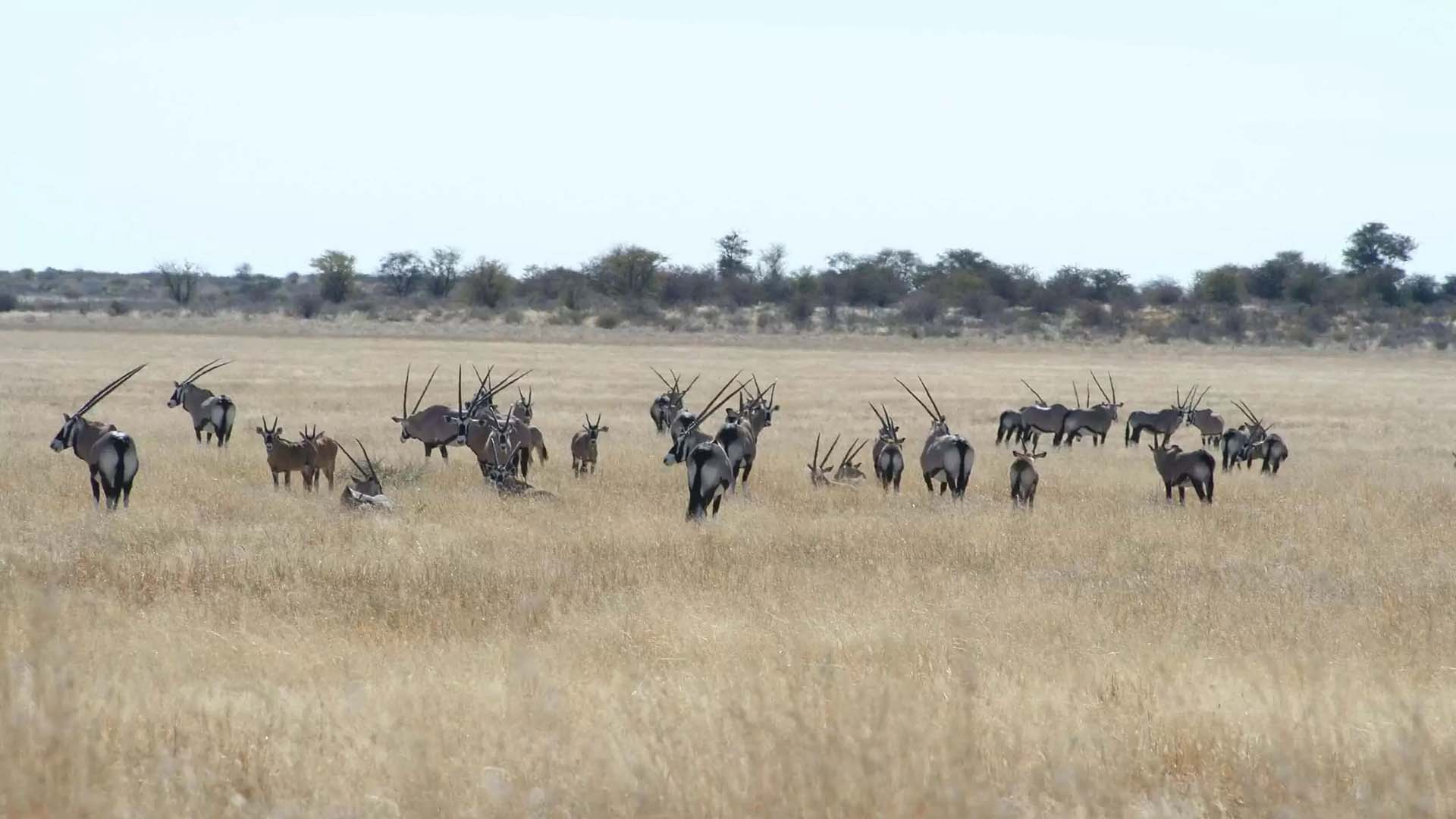 Khutse-Game-Reserve-Botswana orici nella savana della kutse game reserve