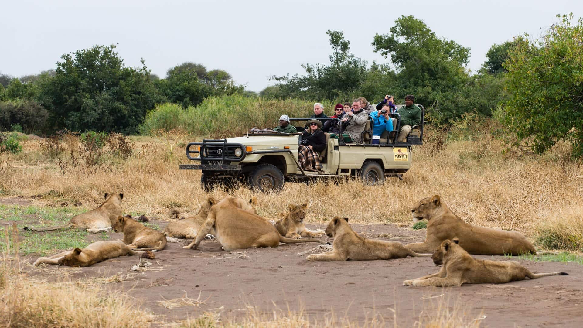Lions-on-game-drive-in-Mashatu-Game-Reserve jeep vicino ad un branco di leoni durante un safari a Mashatu, in Botswana