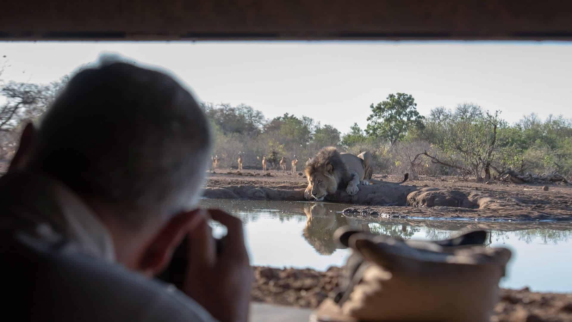 Photographing-lions-from-Mashatu-underground-hide Viaggi fotografici