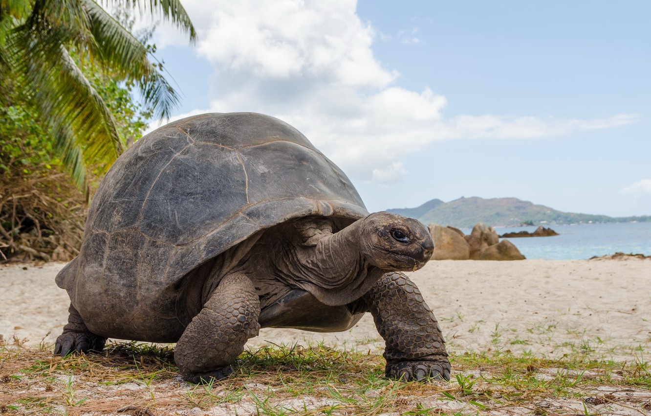 aldabra-giant-tortoise-curieuse-island tartaruga di aldabra sulla spiaggia di curieuse island