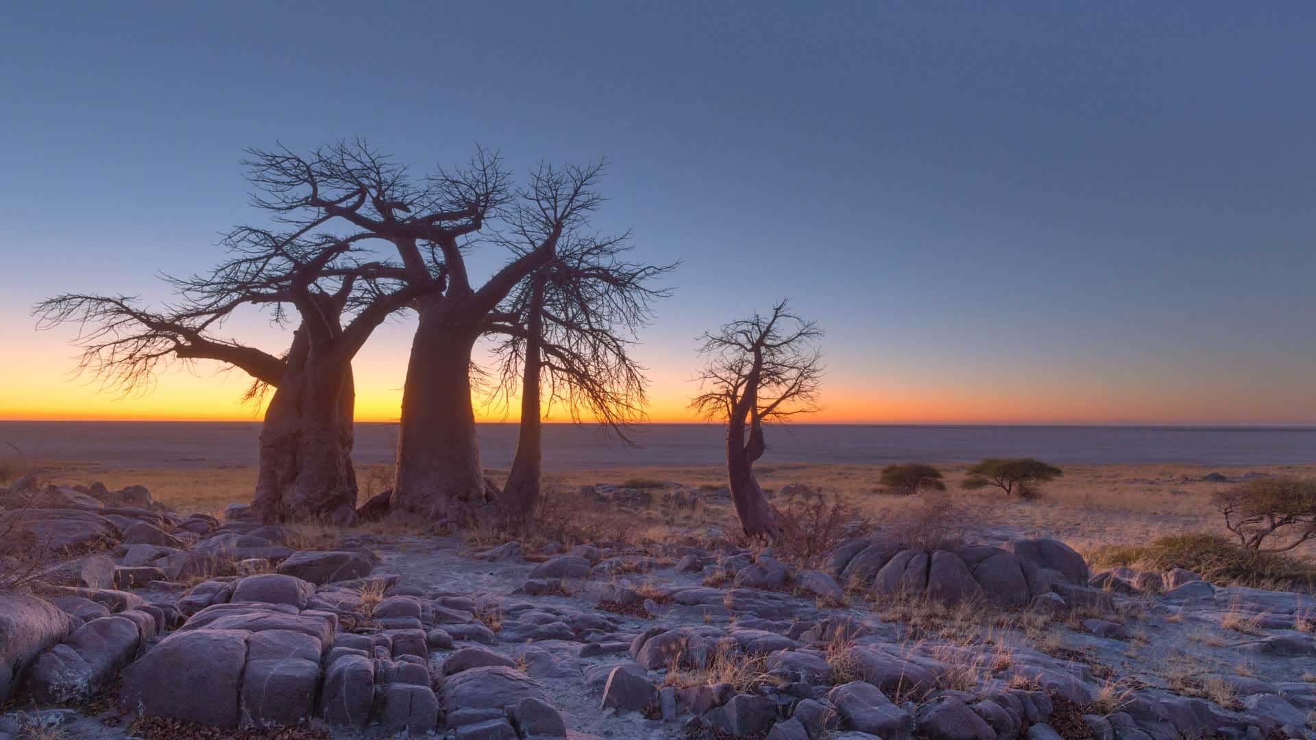 baines baobab makgadikgadi national park botswana baobab al tramonto nel makgadikgadi national park