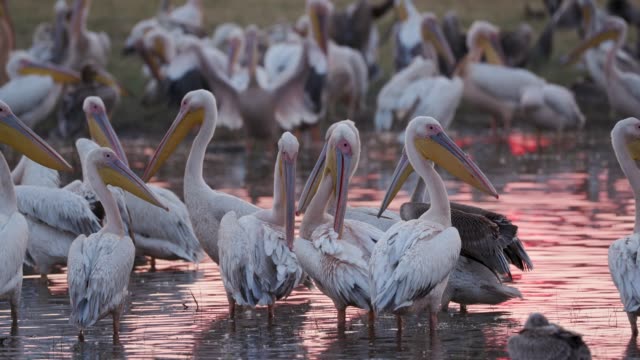 birds of okavango pellicani nel delta dell'Okavango