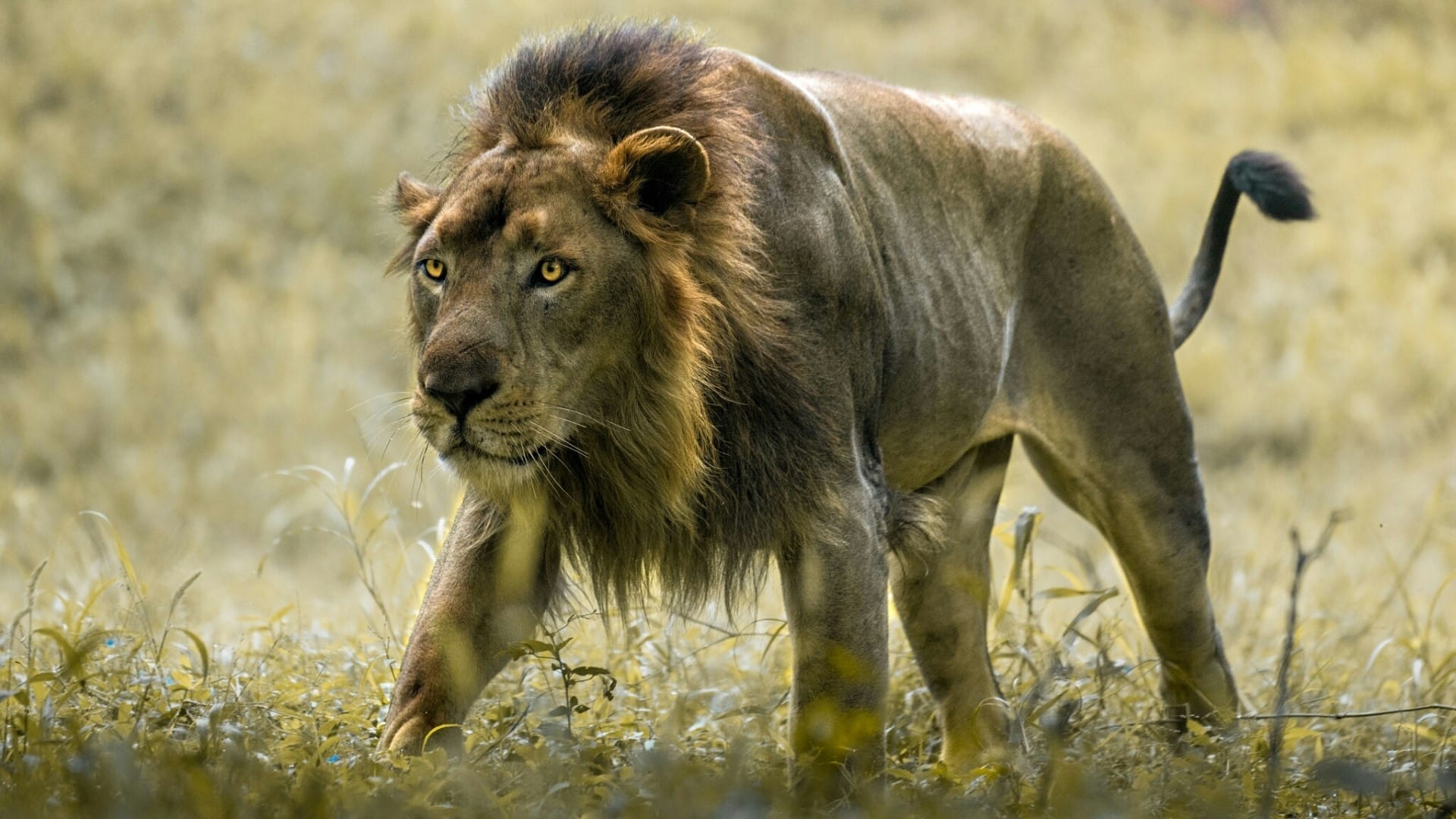 black maned kalahari lion leone del kalahari avanza nell'erba della savana