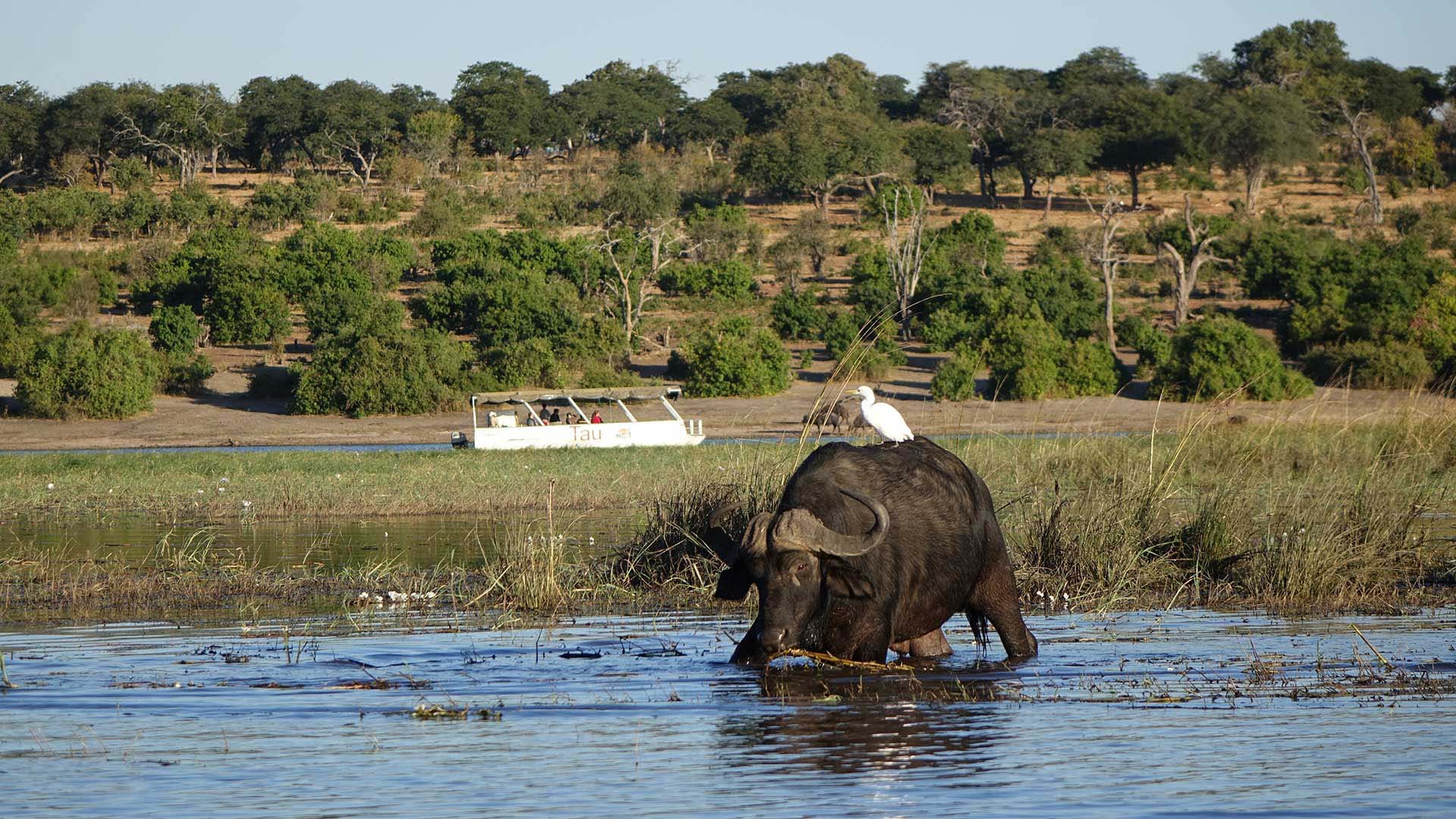 Kasane Safari Chobe National Park