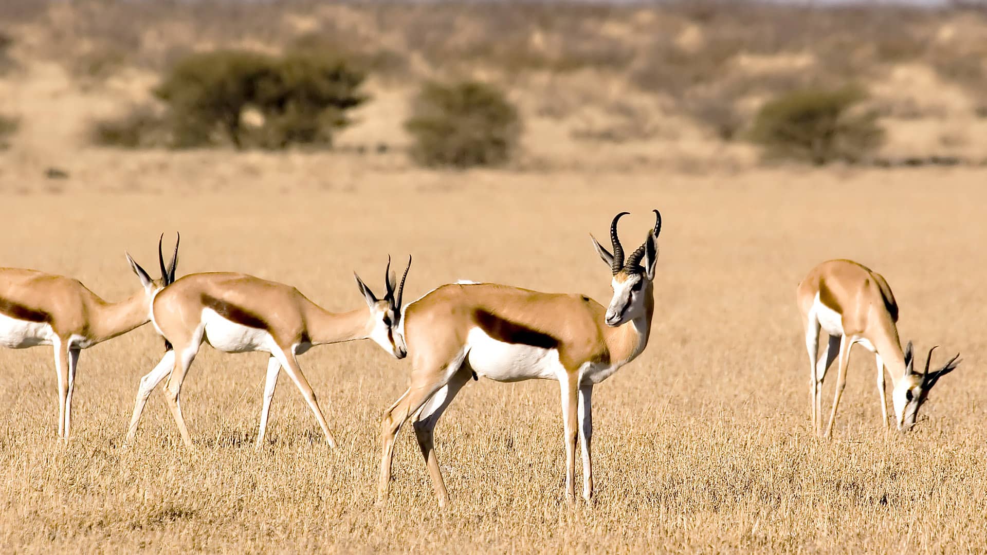 Central Kalahari Game Reserve Safari Central Kalahari Game Reserve