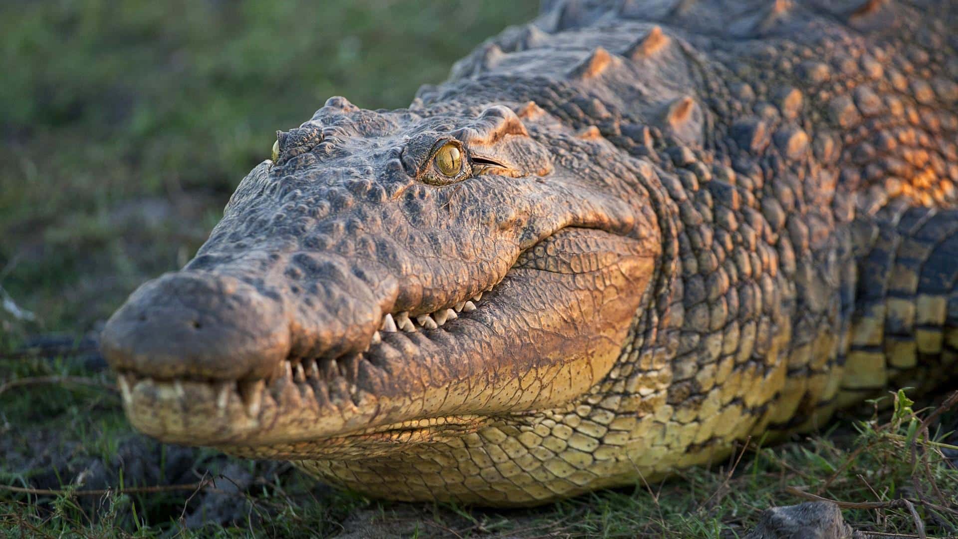 coccodrillo del Nilo primo piano frontale del Coccodrillo del Nilo