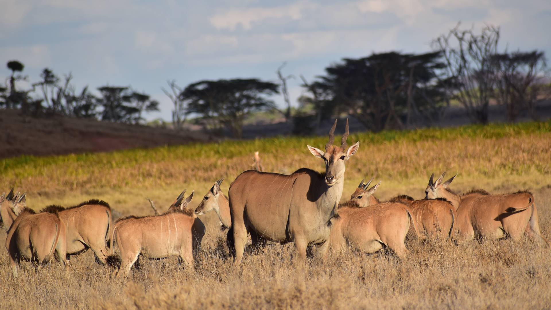 eland herd bitswana mandria di eland in Botswana
