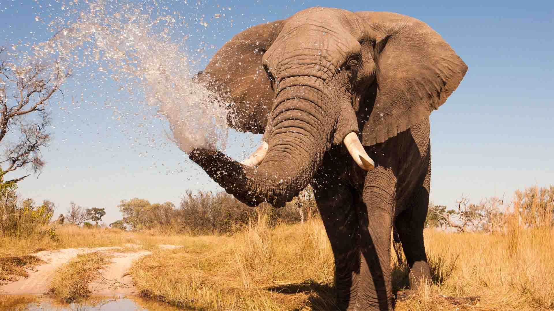 elefante elefante che spruzza acqua dalla proboscide