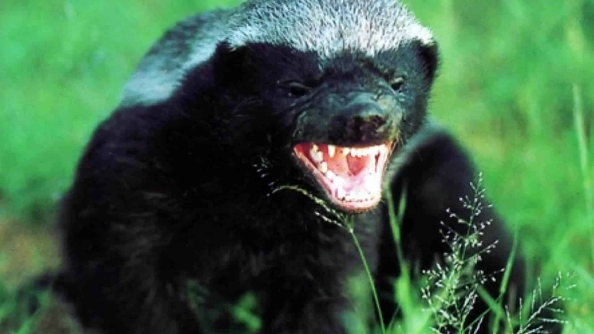 honeybadger primo piano di honeybadger che digrigna i denti