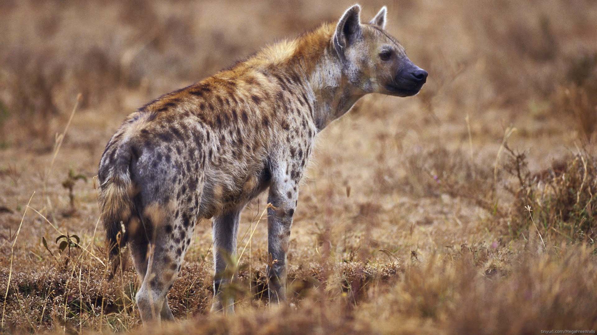 iena maculata iena maculata