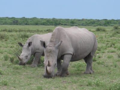 khama_rhino_sanctuary