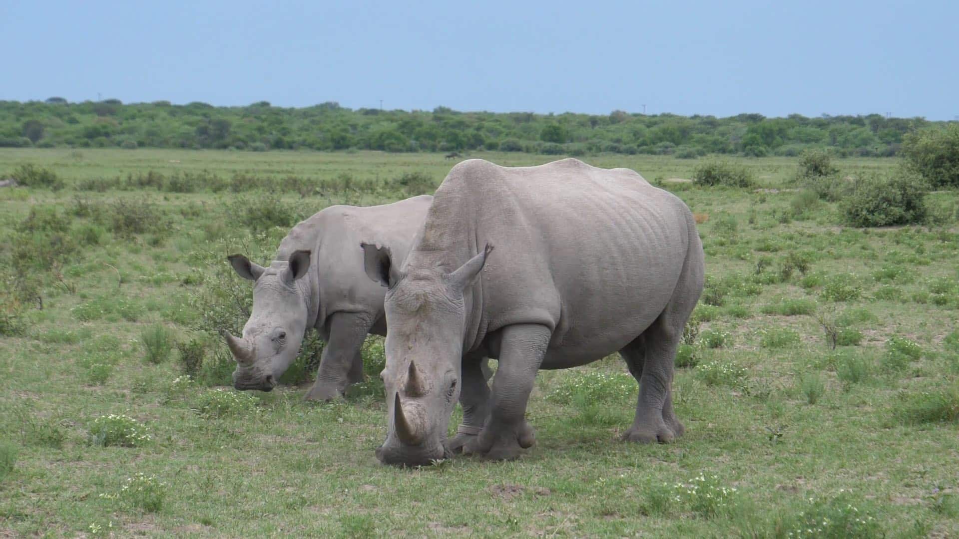 khama_rhino_sanctuary rinoceronti bianchi al pascolo