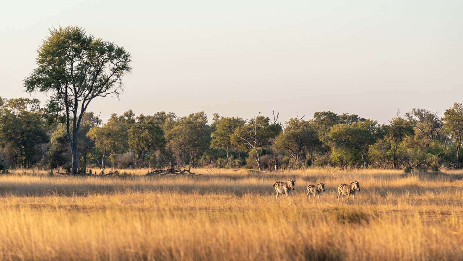Moremi Game Reserve Safari Moremi Game Reserve
