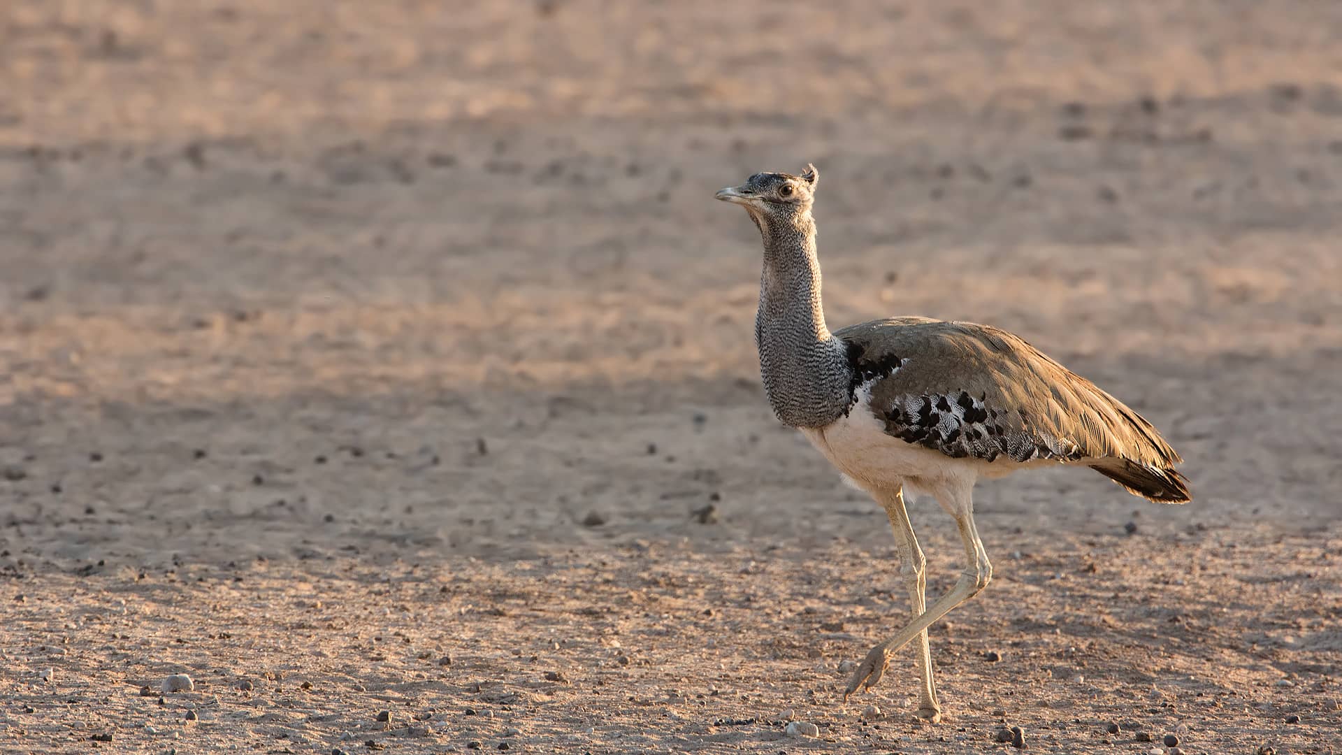 kori bustard kori bustard