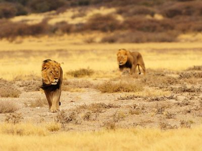 Kgalagadi Transfrontier Park