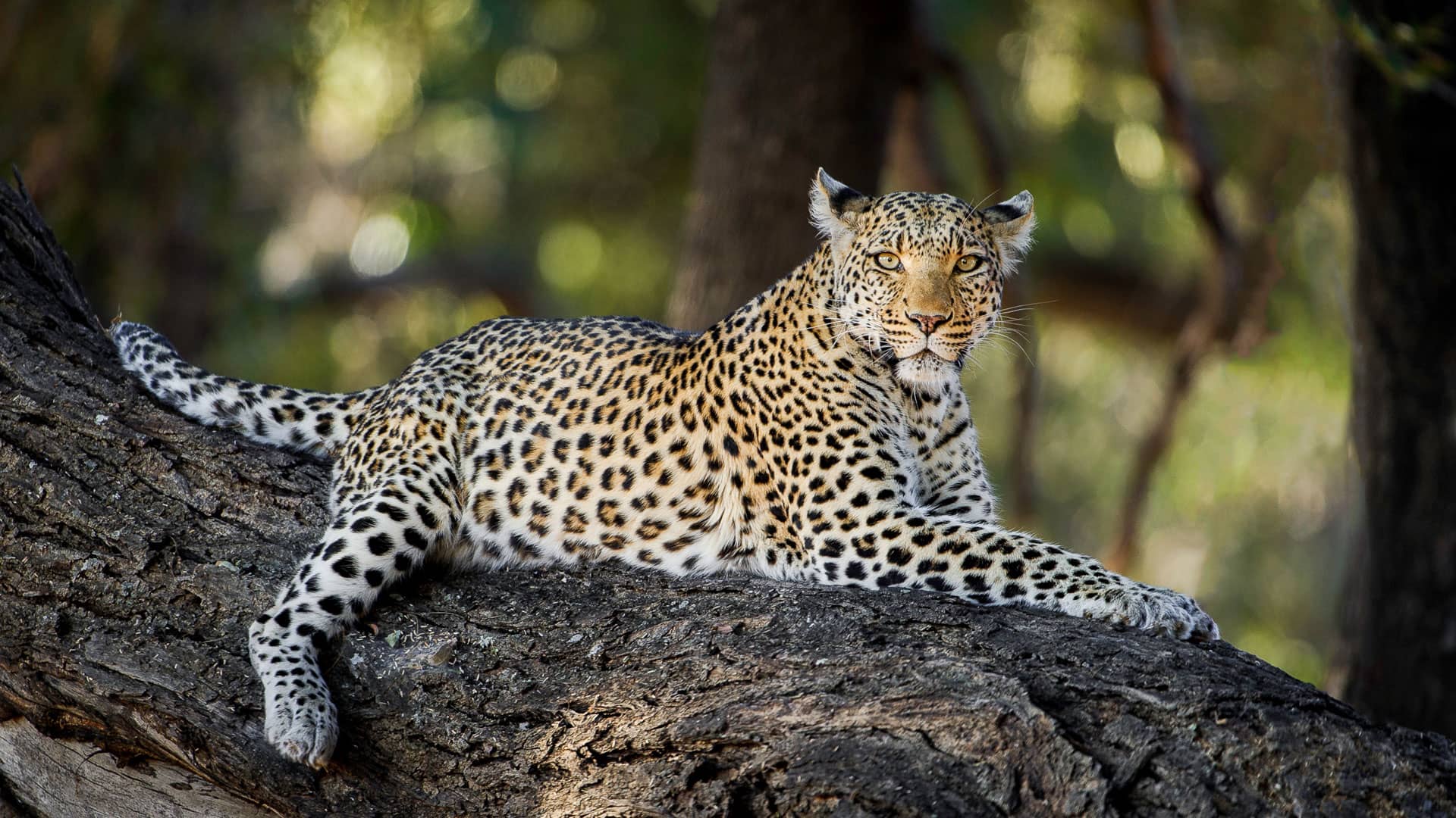leopardo Leopard Safari in Botswana