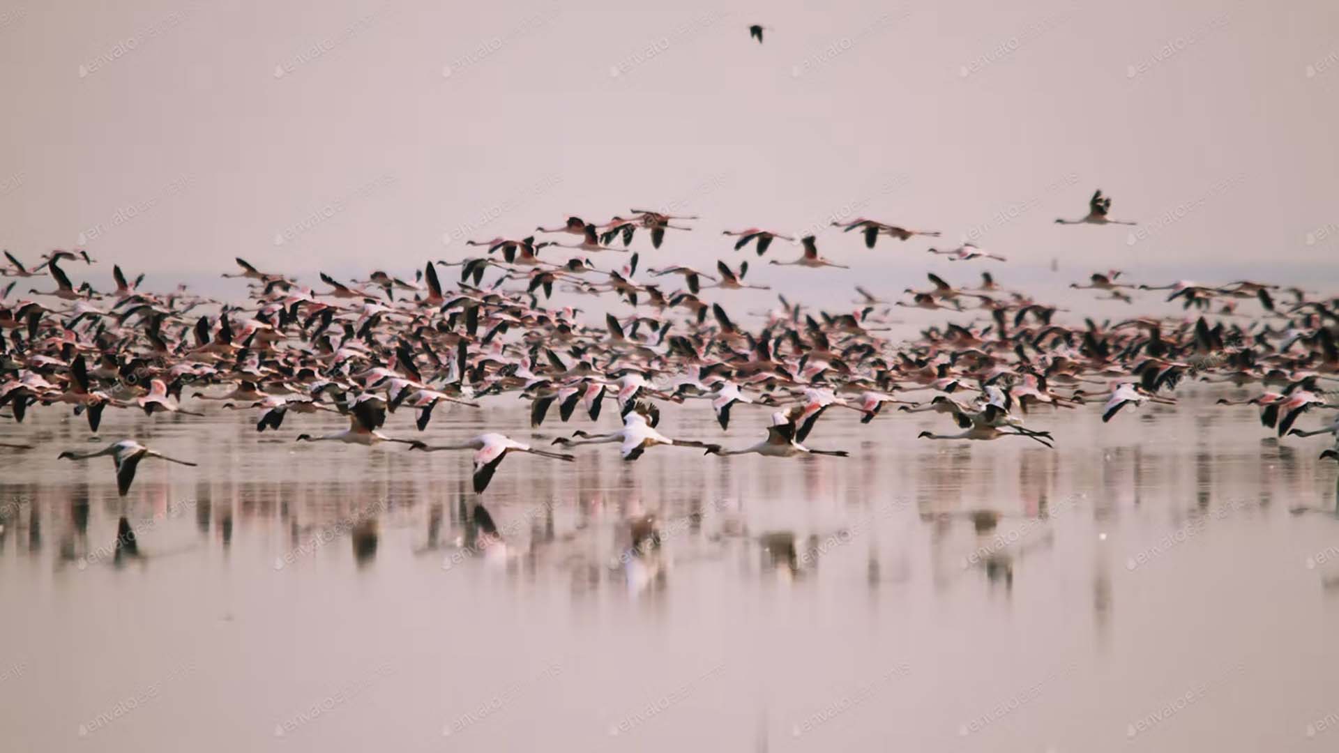 nata bird sanctuary nugolo di fenicotteri nella Nata Bird Sanctuary