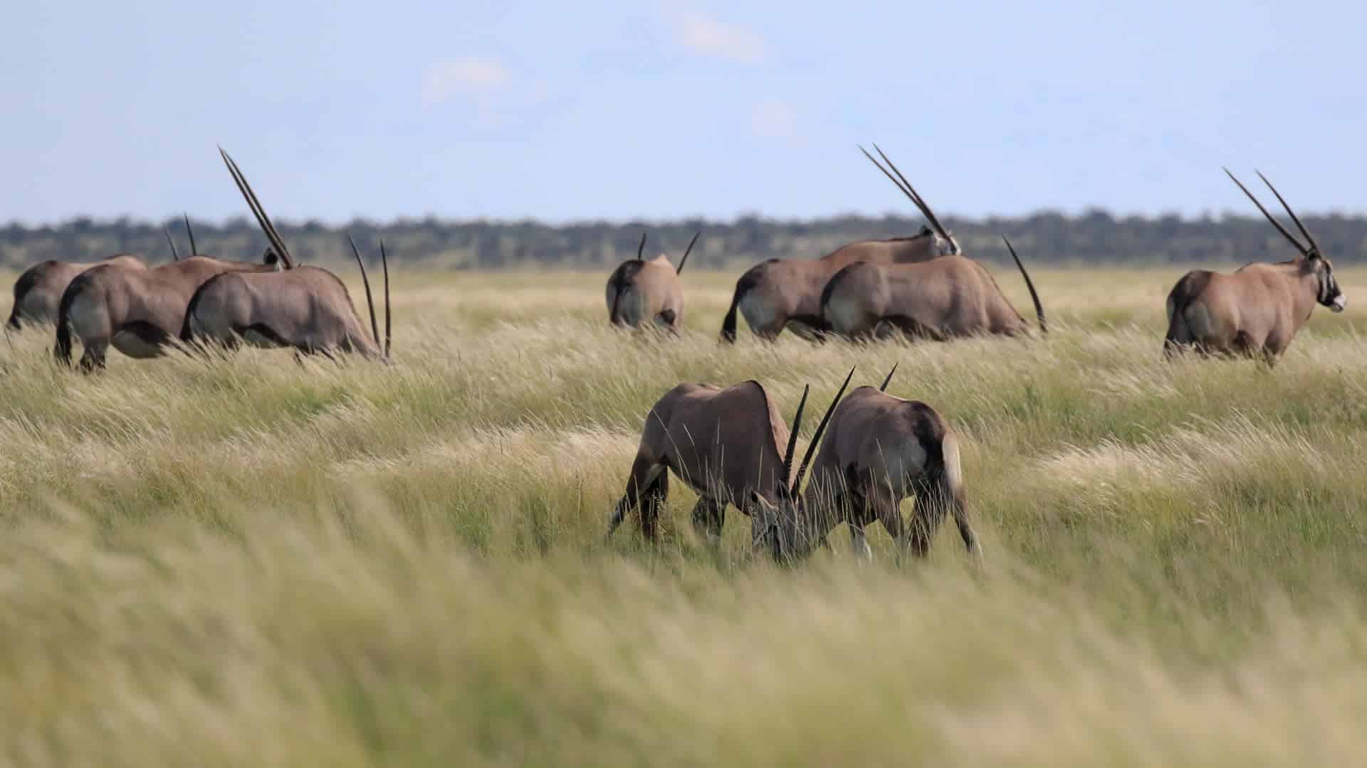 Nxai Pan Safari Nxai Pan