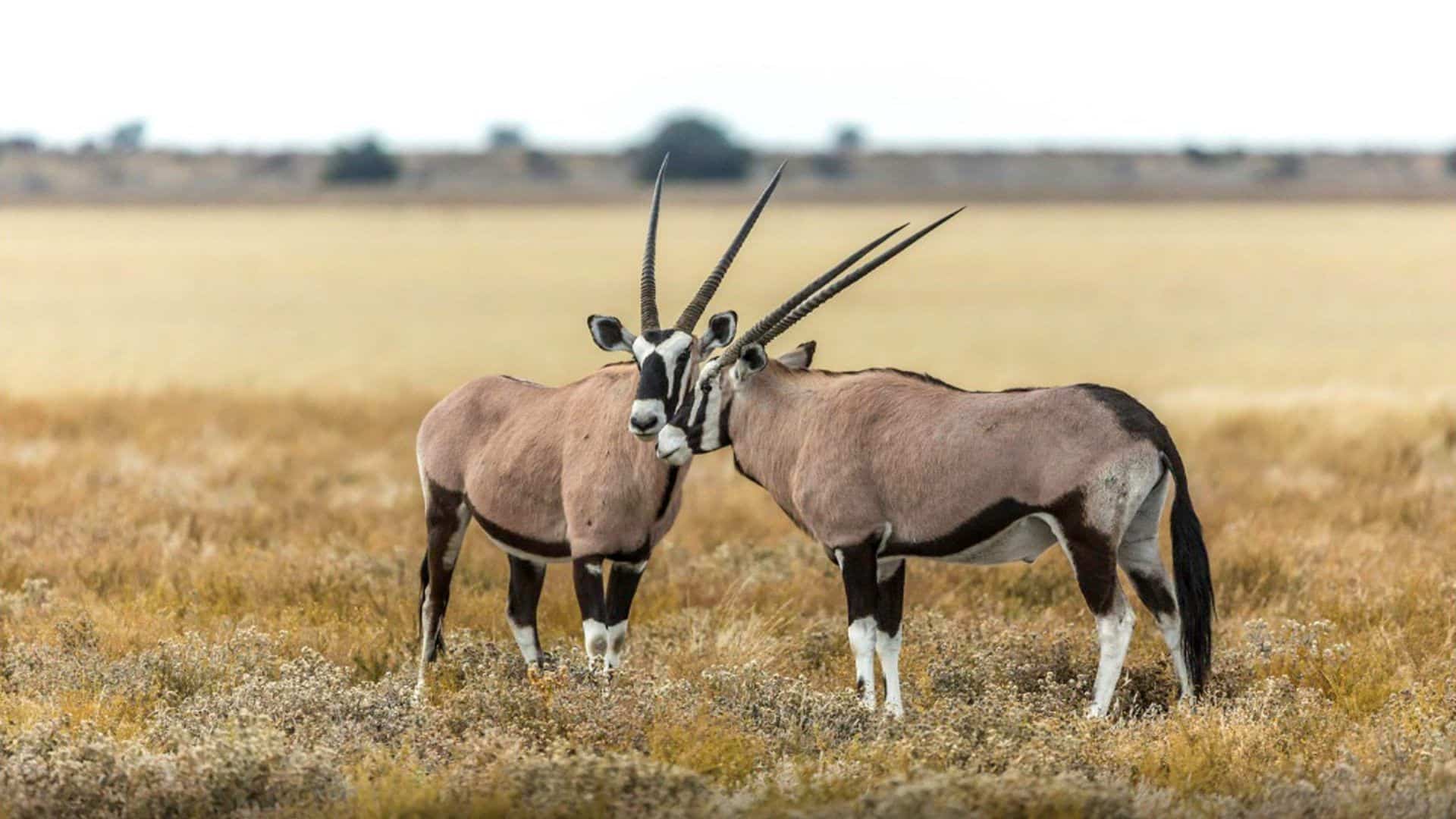 orice 2 orici nel deserto del Kalahari