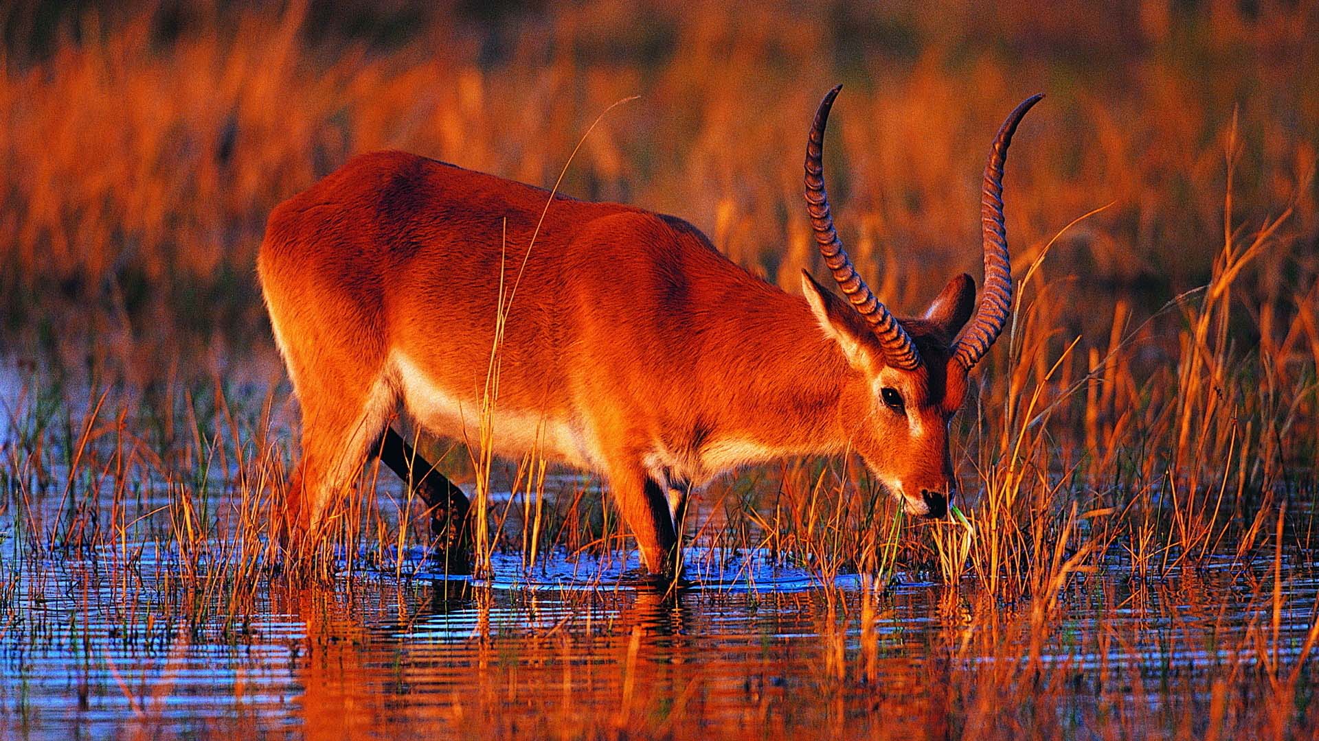 red lechwe red lechwe nel delta dell'Okavango