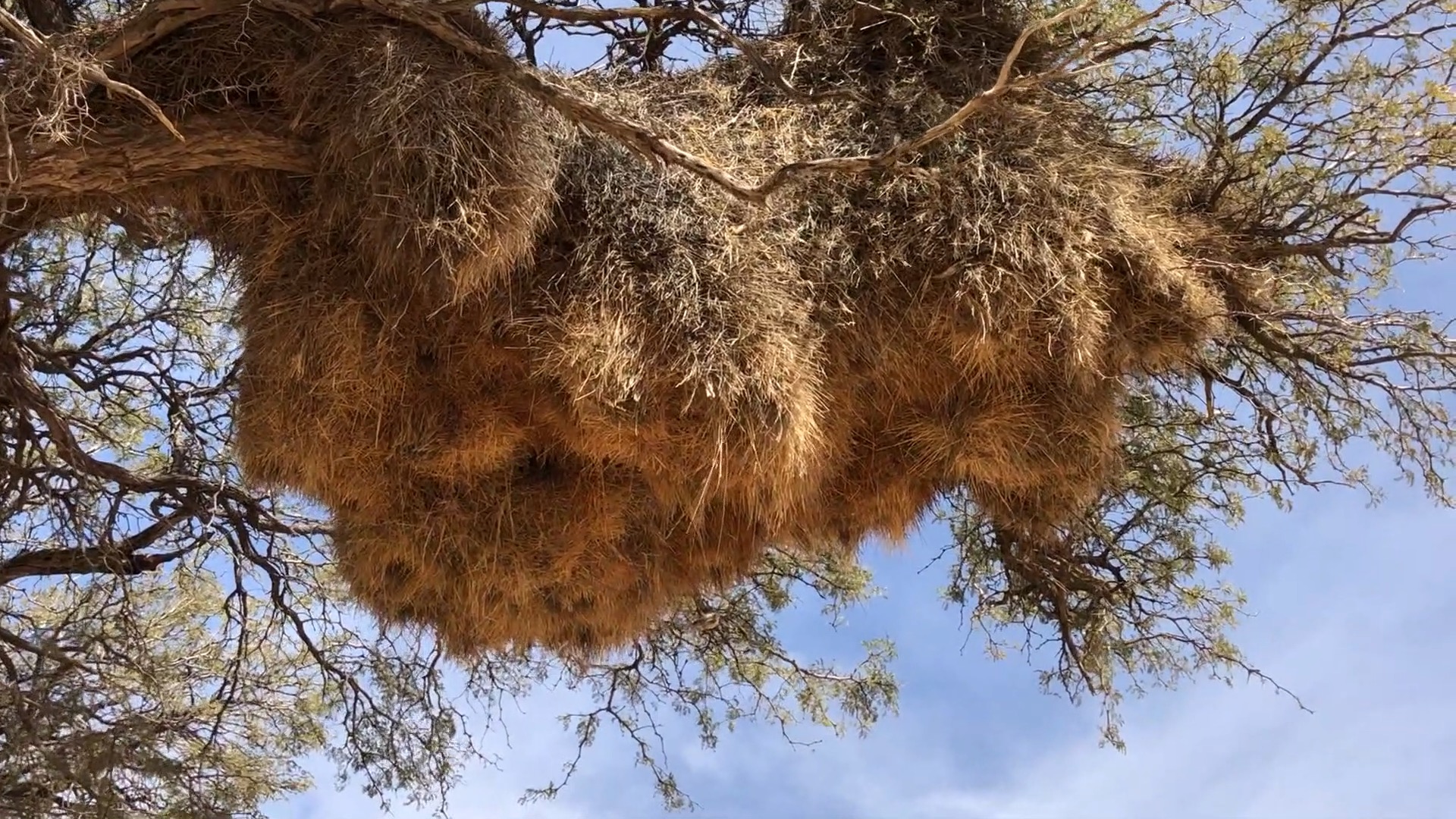 sociable-weaver-nest-poster gigantesco nido di passeri repubblicani
