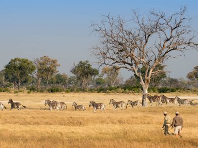 walking-safari-in-the-okavango-delta-on-a-botswana-mobile-camping-expedition