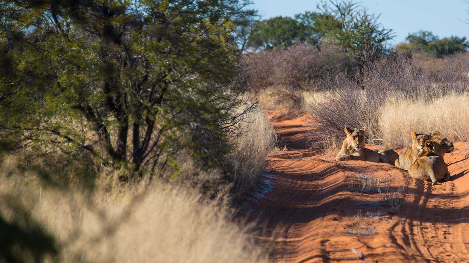 lion-mabuasehube leoni in mezzo ad una pista di sabbia rossa a Mabuasehube nel Kgalagadi