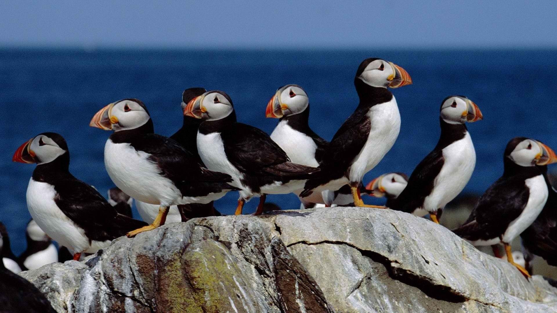puffins gruppo di pulcinella di mare su una scogliera