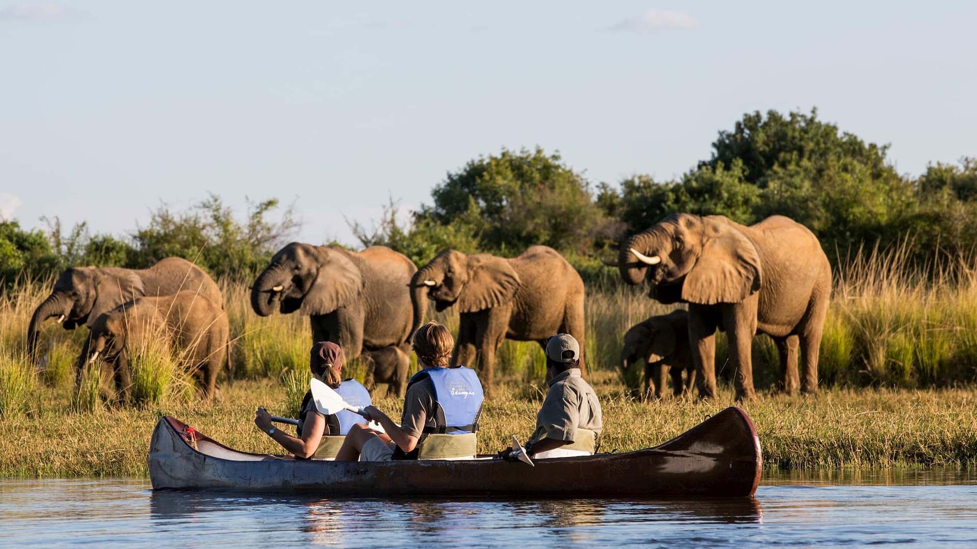 canoe safari zambia safari in canoa nel Lower Zambezi vicino a una mandria di elefanti